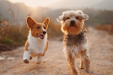 Seizures and Epilepsy in Dogs