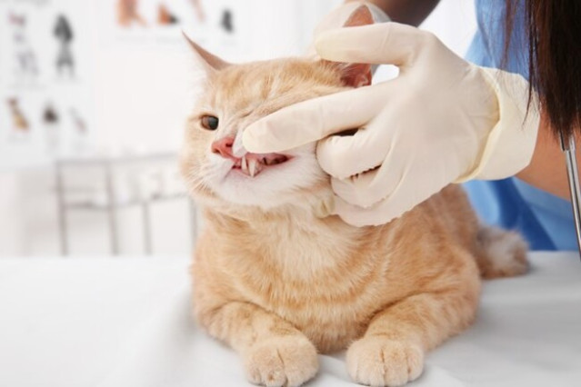 Dentist checking cat's teeth.