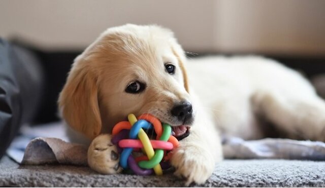 Dog playing with their toy.
