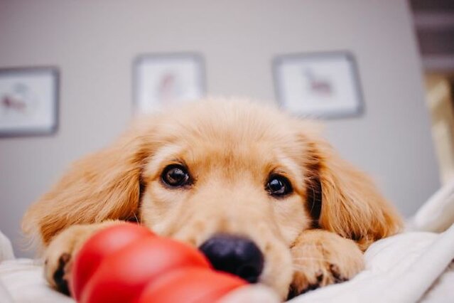 Dog sat with toy.