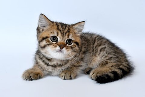 When Can a Kitten Go Outside?