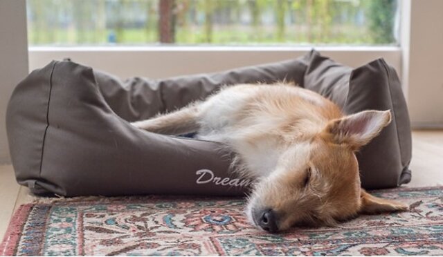 Dog is sleeping in their bed.