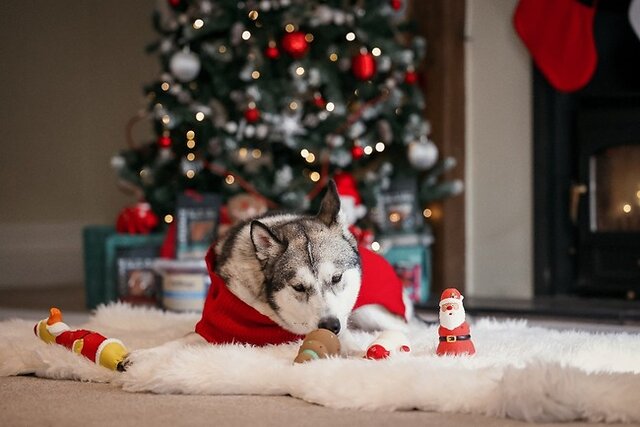 Dog snuggled up for Christmas.