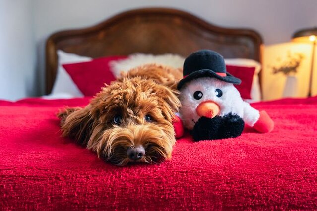image of cockapoo with Christmas toy
