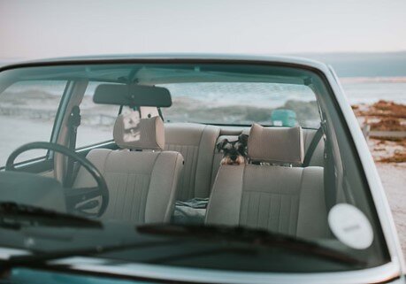Schnauzer in a convertible