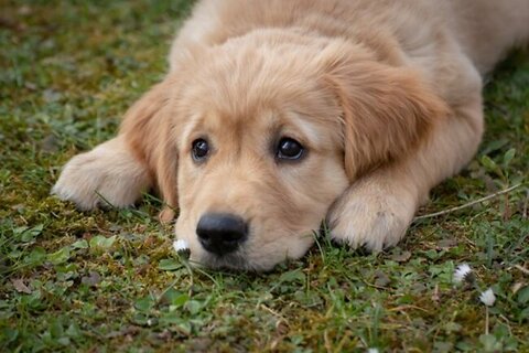 How to Stop Your Puppy From Biting