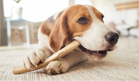 5 Best Natural Dog Treats