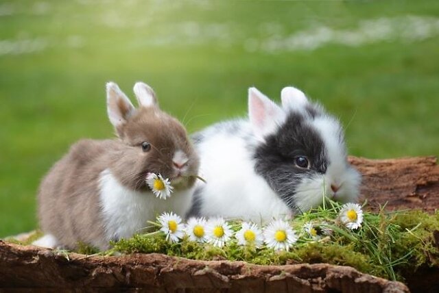 Rabbits sat eating daisies.