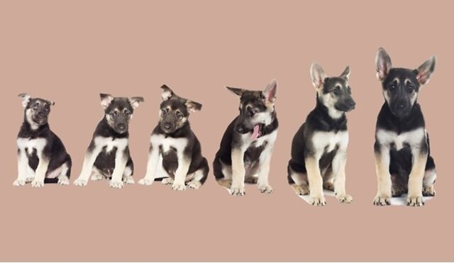 Dogs standing in a row.