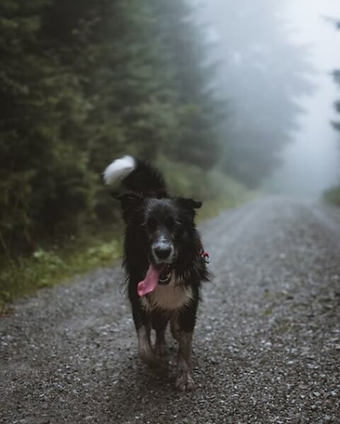 How to Keep your Dog Safe on a Walk