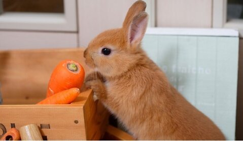 Is it Better to Keep your Rabbit Indoors or Outdoors