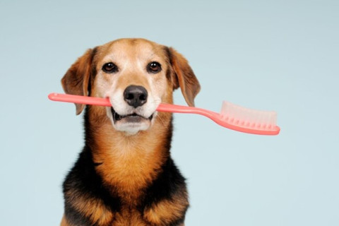 A Guide to Pet Oral Hygiene