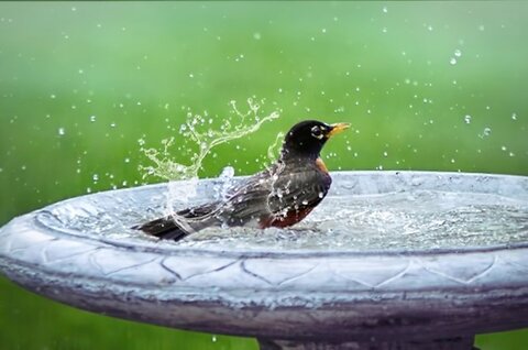 Summer Essentials For Birds