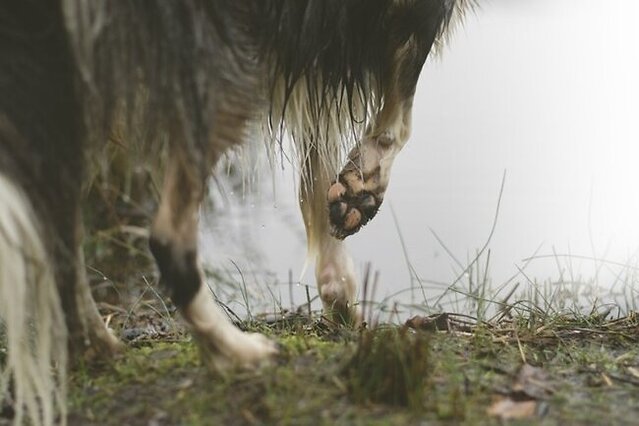 Dog on the field.