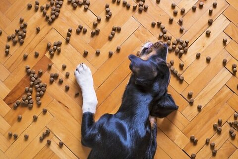 What is Freeze Dried Dog Food?