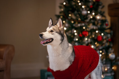 Have a Pet Safe Christmas!