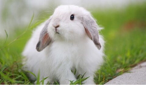 How to Calm Your Rabbit