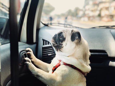Pug in a car