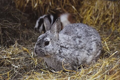 A Guide to Rabbit Hay