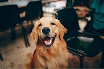 Grain-Free Dog Food: Should I Get it For My Dog?