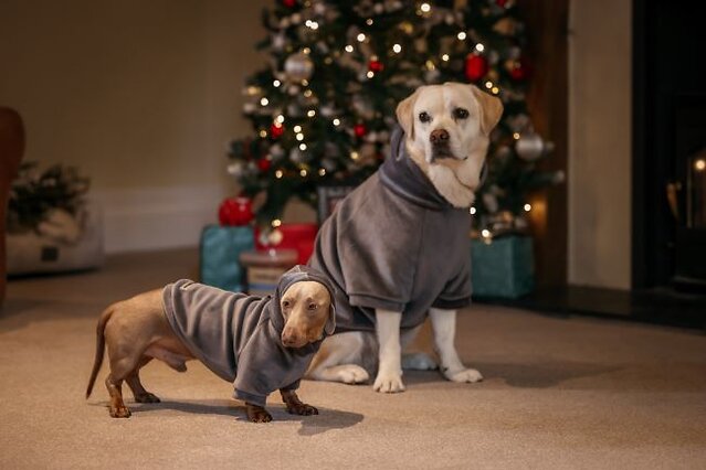 2 dogs wearing matching hoodies.