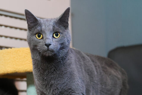 A Complete Guide to Heart Disease in Cats