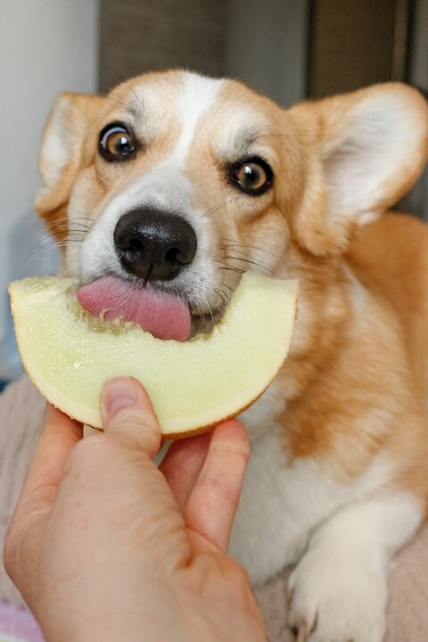 Which Foods Are Dangerous For Dogs & Puppies
