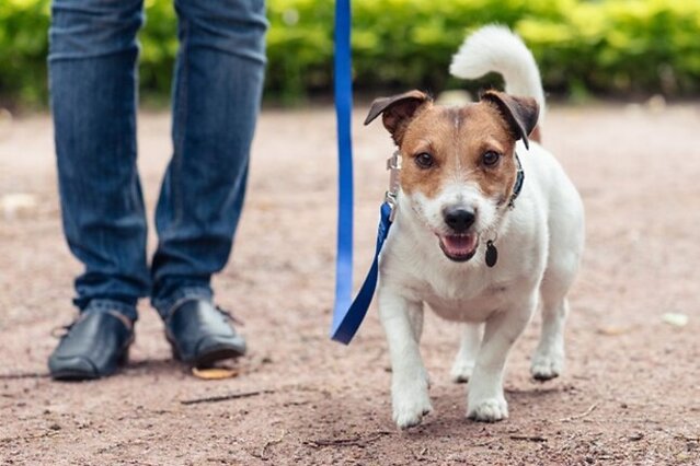 Dog walking with their owner.