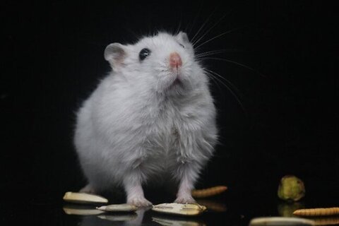 Hamster Enrichment: Gnawing & Chewing Guide