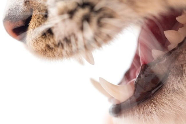Cat's mouth open.