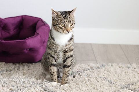 How much does it cost to buy a cat