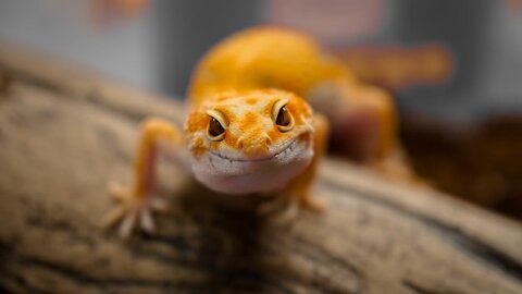 Reptile Enclosure Guide