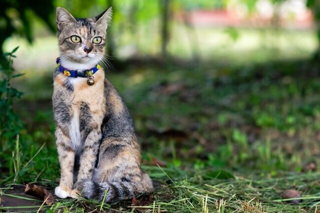 Cat sitting up straight.