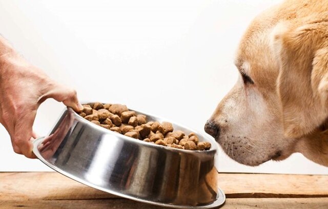 Dog sniffing food.