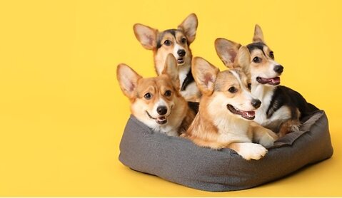 Popular Names For Pets & People!