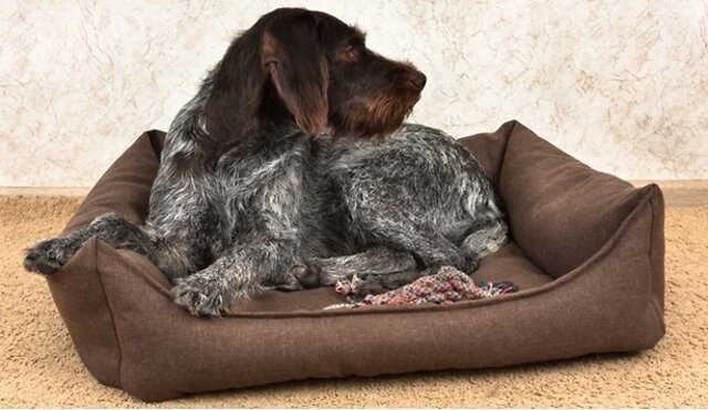 Dog in their bed.