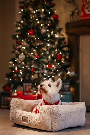 Westie sat in dog bed in front of christmas tree.