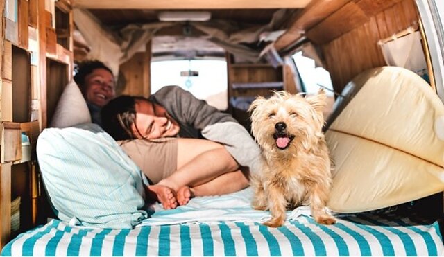 Dog on holiday with their owners.