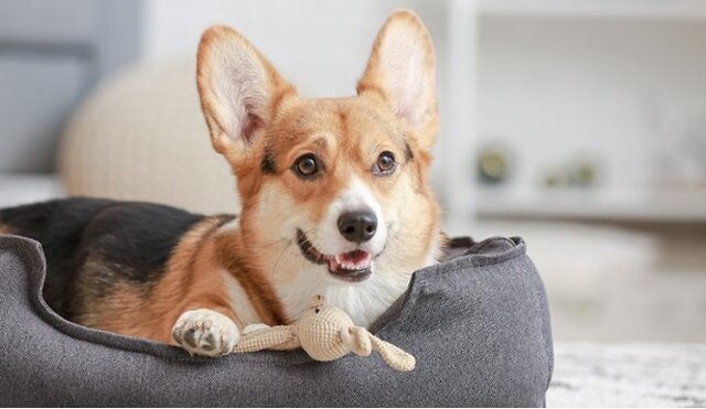Dog in bed.