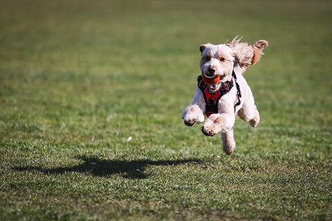Expert Tips to Keep Your Dog Healthy, Happy, and Full of Energy