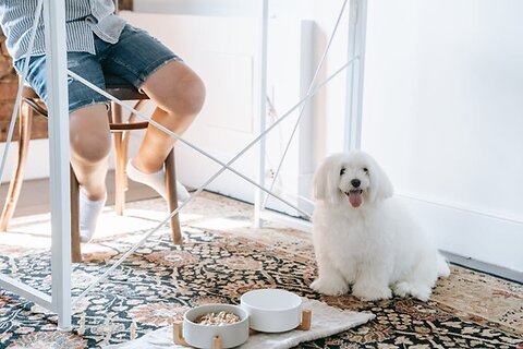 Can You Cook Raw Dog Food?