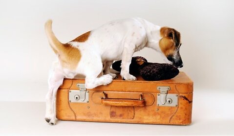 A Complete Guide to Taking Your Pet on Holiday