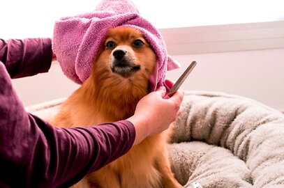 Getting Your Pooch ‘Summer Ready’