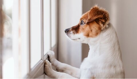 Spotting & Treating Separation Anxiety in Dogs & Puppies