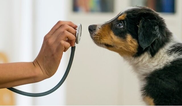 Dog being checked by the vet.