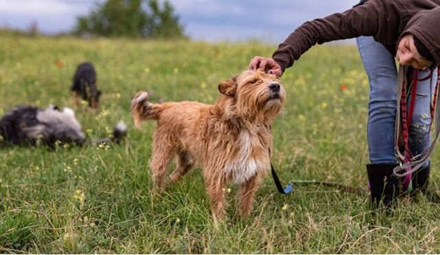 Owner with their dog.