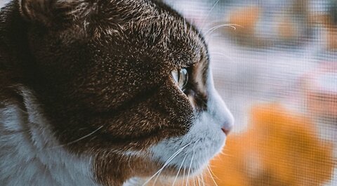 Why Does My Cat Stare at Me?