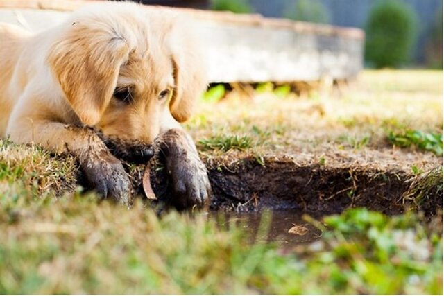 Dog with muddy paws.