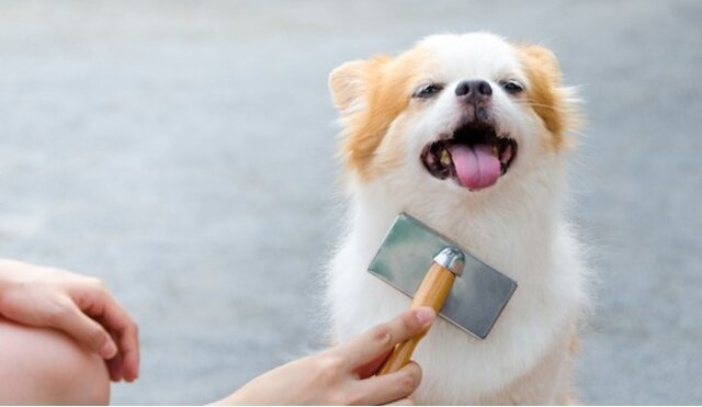 Dog being pampered by their owner.