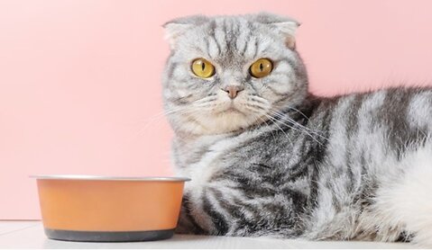 Wet Food or Dry Food For Cats